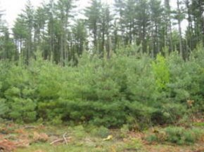 White pine seedlings